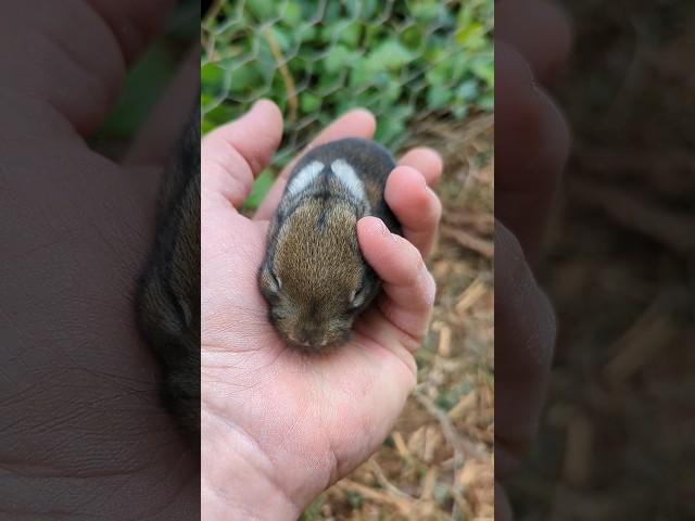 a wild bunny wandered into our bunny hutch.