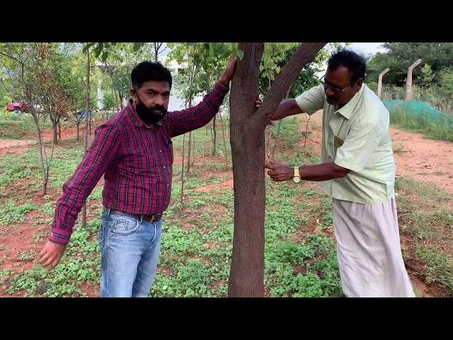 10 Year Sandalwood Tree Analysis