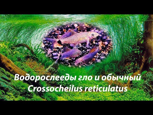 Водорослееды Гло и классика / Crossocheilus reticulatus Blue and Purple Glo