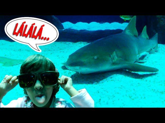 PASSEIO NO (AQUARIO) RIO DE JANEIRO - MAIOR AQUÁRIO MARINHO DA AMÉRICA DO SUL