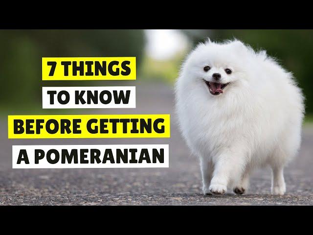 7 Things I Wish I Knew Before Getting a Pomeranian Dog