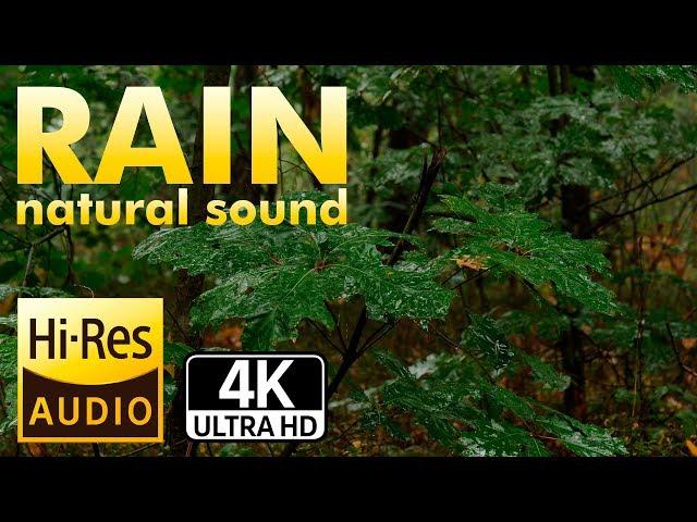 4 Hours Forest Rain for sleep, Relaxing, Insomnia, Meditation, Yoga, Study.