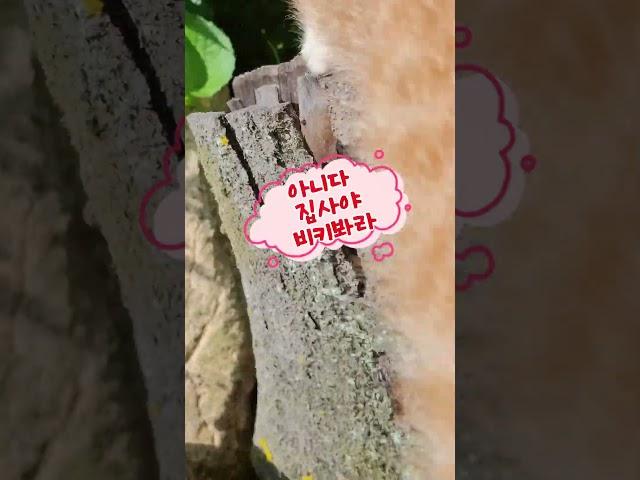 집사 농장에 놀러간 방울이 #농부의일상 #농부집사 #시골고양이