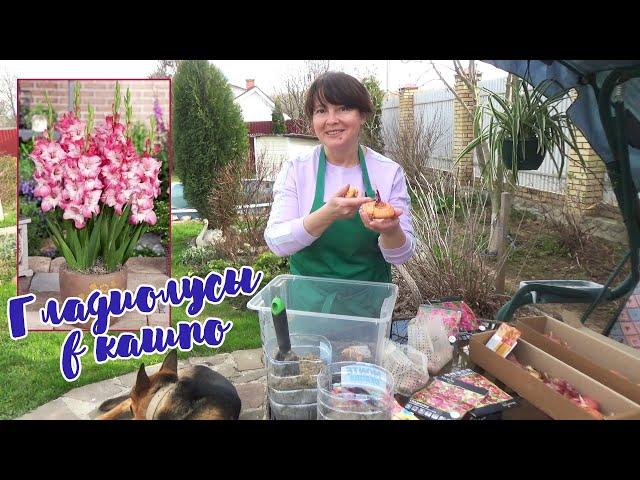 ГЛАДИОЛУСЫ в КАШПО и ГОРШКЕ. Как посадить? Gladioli flowers in pots.