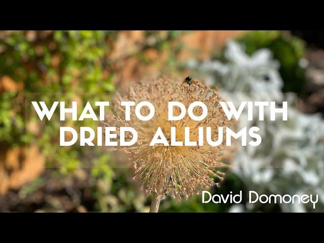 What to do with dried alliums from your garden #garden #allium