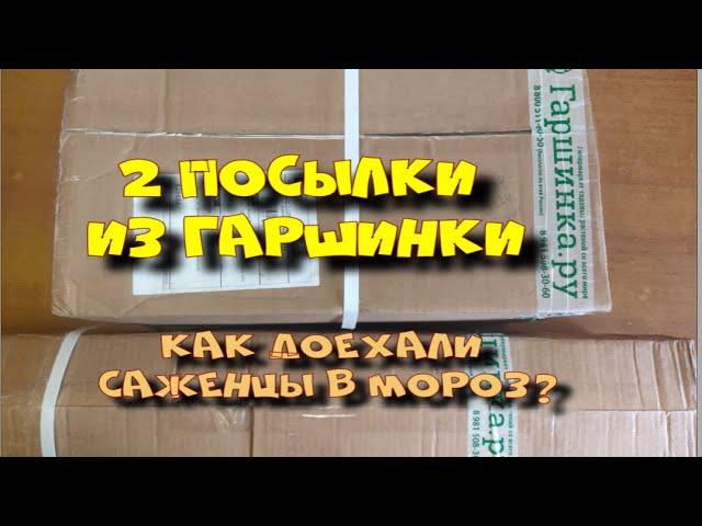 2 посылки из Гаршинки. Как доехали саженцы в мороз?