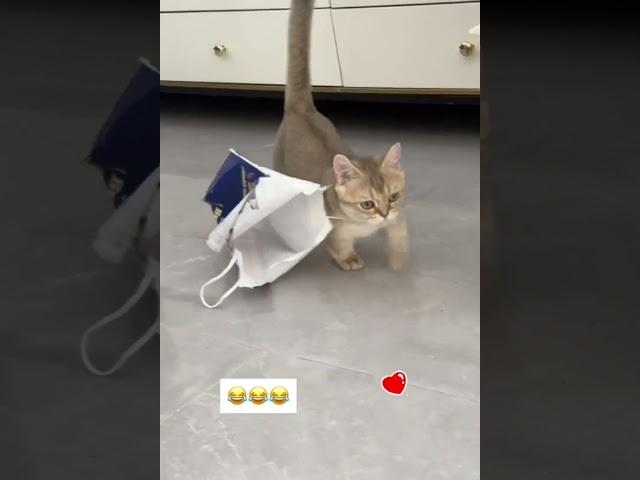 LOL Cats Are Crazy Funny & Cute Funny Pets Shorts Videos To Make Your Day  -EPS1217 #funnycats