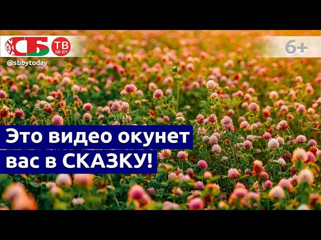 Поле с цветущим клевером с дрона | Природа Беларуси | Видео с высоты птичьего полета