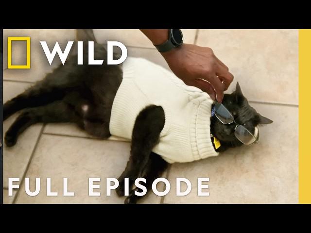 A Wolf and the Bear (Full Episode) | Critter Fixers: Country Vets | Nat Geo Wild