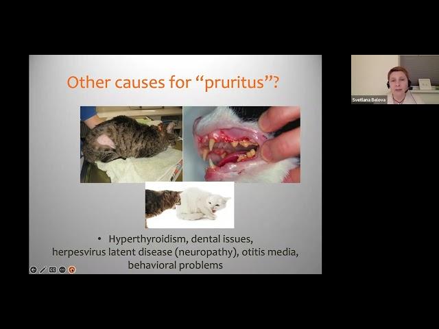 Little piece 3 from Pruritic cat: diagnostic algorithm, Svetlana Belova, DVM, Diplomate ECVD