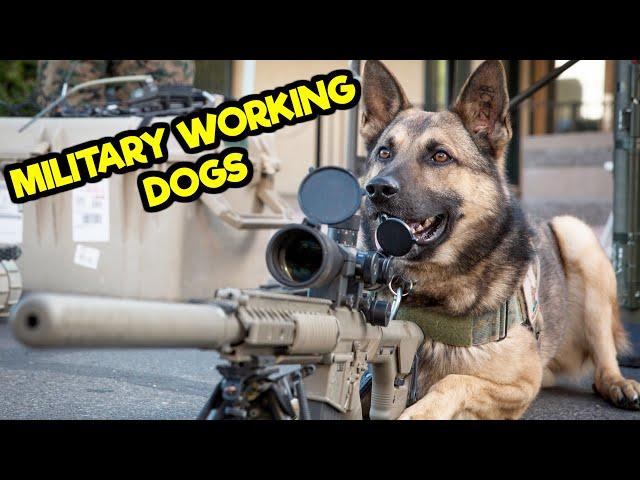 WHAT ARE THE DIFFERENT TYPES OF MILITARY WORKING DOGS?