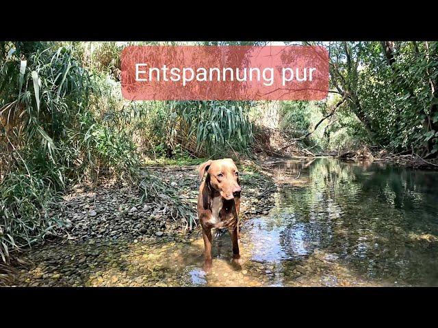 Flusswanderung mit Zirpen der Zikaden zur Entspannung, Erdung, Meditation, Einschlafen, Relaxen