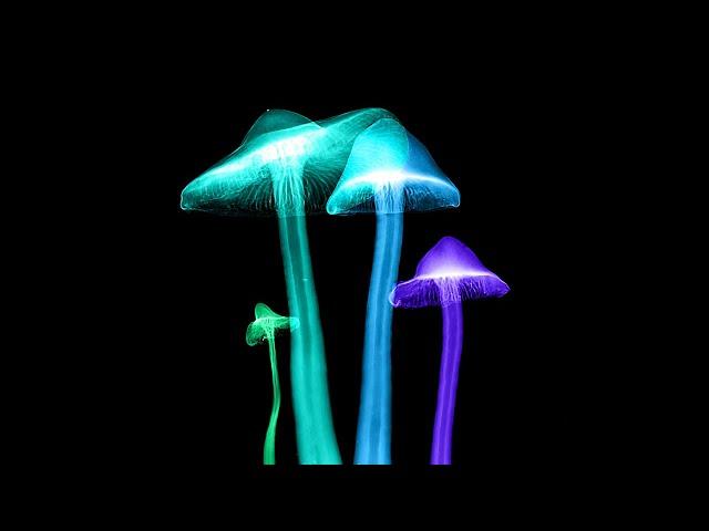 Paul Stamets on Psilocybin Mushrooms and the Mycology of Consciousness