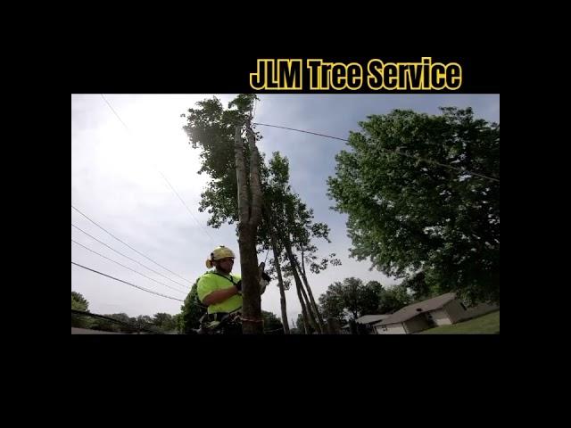 Bradford Pear tree topping. #treeclimbing #treeclimber #treework #treeremoval