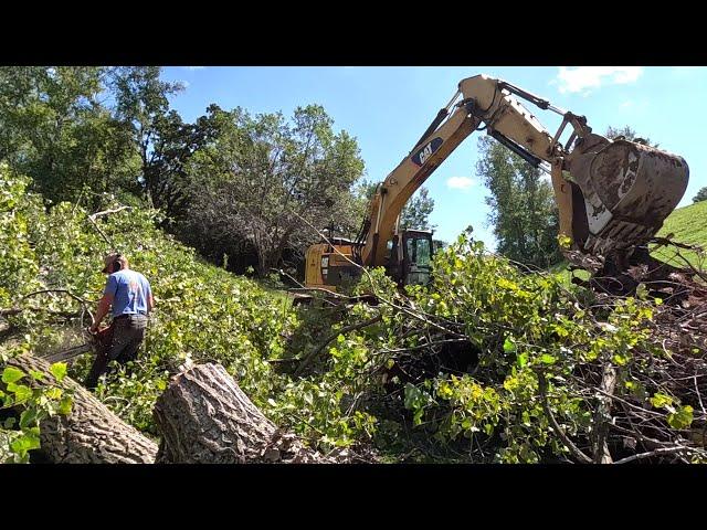 Dropping Huge Trees and Ripping Out Stumps With An Excavator!