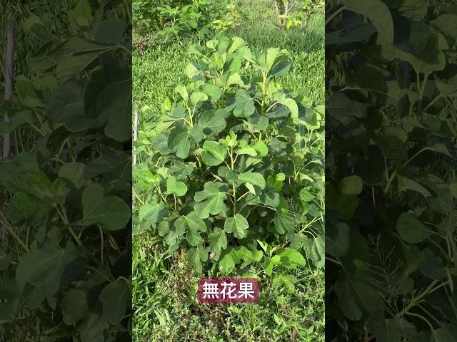 吃完鋸子的無花果，又茂密起來了！