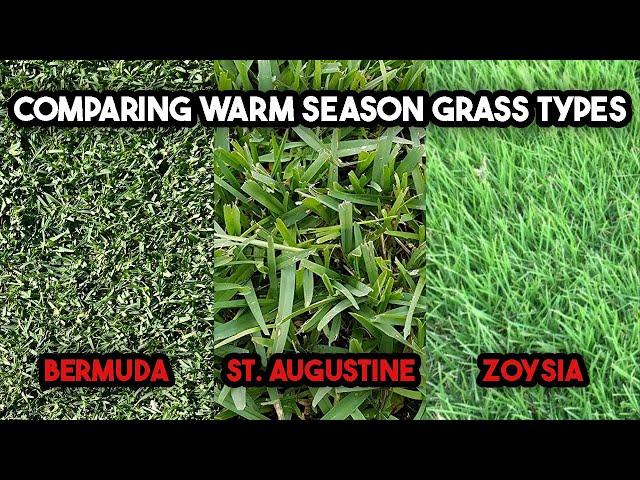 Brief Comparison of Warm Season Grass Types | Bermudagrass | St. Augustine | Zoysia