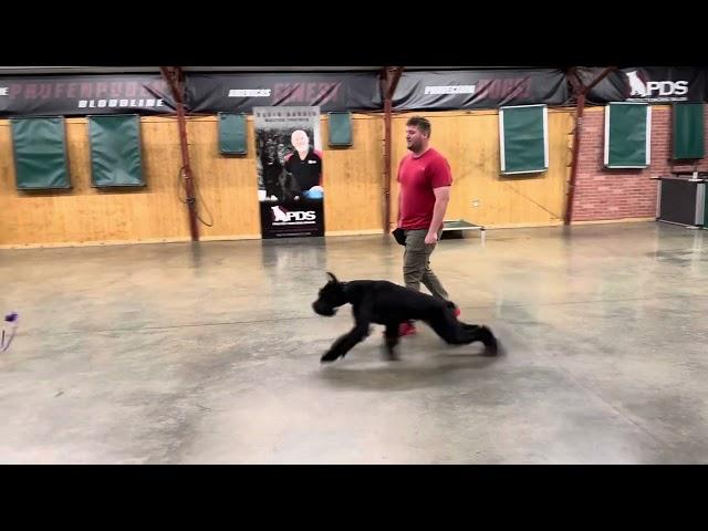 Security Giant Schnauzer "Leif" 18 Month Ball Play Fun Home Raised Family Personal Protection Dog