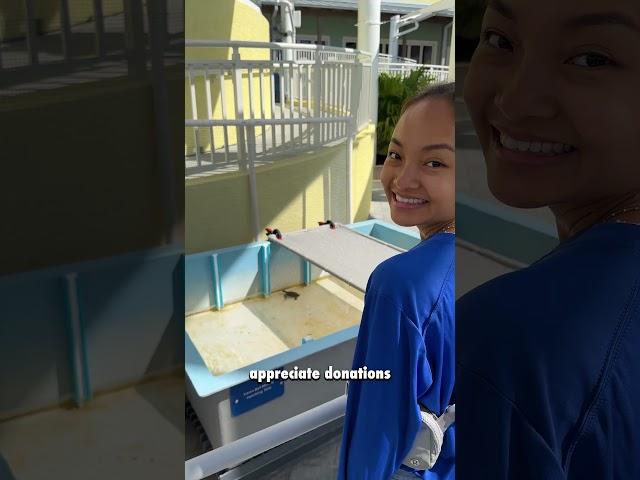 Saving Sea Turtles: Inside the Heart of Loggerhead Marinelife Center, Juno Beach, Florida
