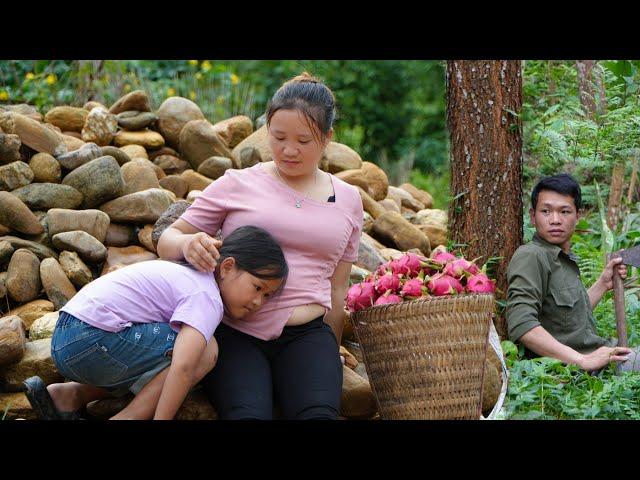 Harvest dragon fruit to sell, Nhu Listen to the baby from the womb - Wet preserved vegetables