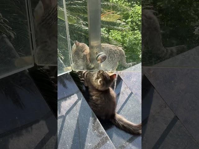 Kitten Best friends