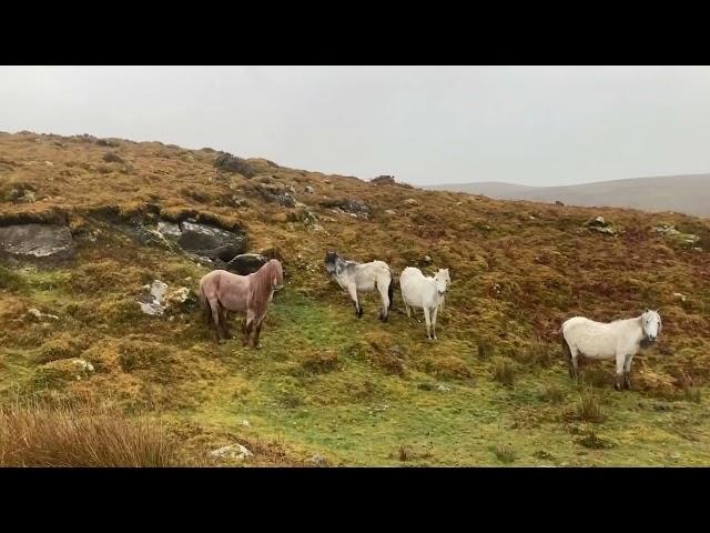 Important these Carneddau ponies are not fed anything