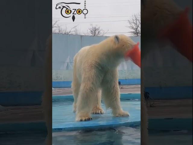 Белый медведь Николай..Polar bear Nikolai at the Limpopo Zoo.#белыймедведь #polarbear #polarbearlove