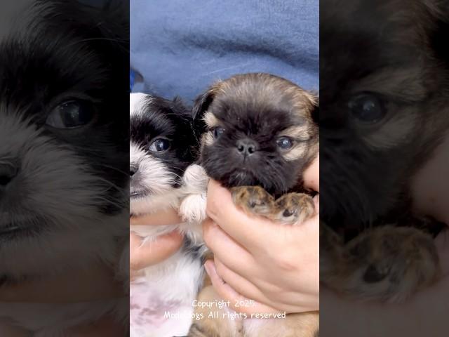Shih Tzu puppy!