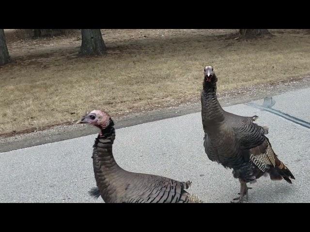 Spiritual and symbolic meaning of Wild Turkeys crossing your path