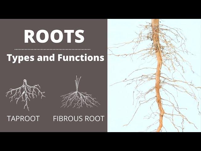 Functions of Roots | Types of Roots | Taproot | Fibrous Root | Lesson for Kids