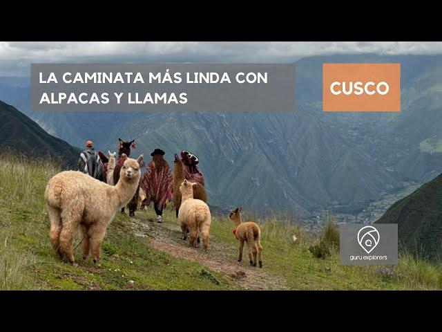 LA CAMINATA MÁS LINDA CON ALPACAS Y LLAMAS EN CUSCO