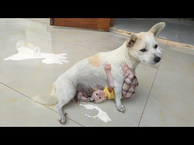 Baby monkey Su, KuKu, MiMi, Puppy and Mother Dog - Cute and Funny Compilation