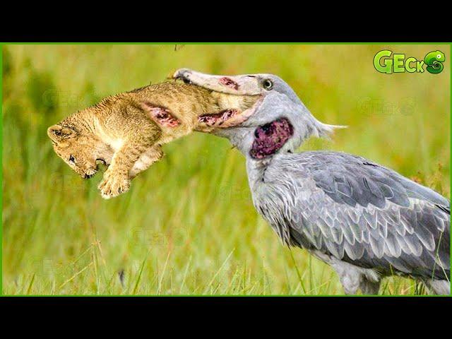 30 Ferocious Moments Of Hungry Birds Devouring Their Prey Mercilessly | Animal Fight