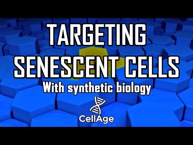 CellAge: Targeting Senescent Cells with Synthetic Biology | Lifespan.io Crowdfunding Campaign
