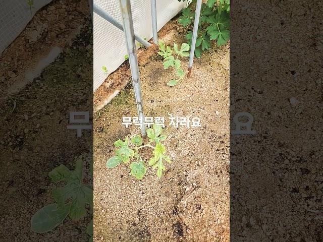 베네베네농장의  아침  모두 이상무  #주말농장 #농부의일상 #굿모닝  #shorts