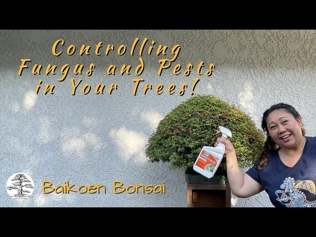 Fungus and Pests Got A Hold Of Your Bonsai? | Tom Lau | Baikoen Bonsai Club