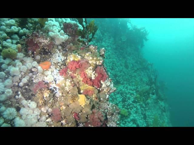 Diving The Pass: Six days of Browning Pass and the Hideaway, British Columbia