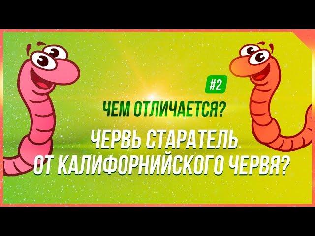 #2. Чем отличается червь старатель от Калифорнийского червя