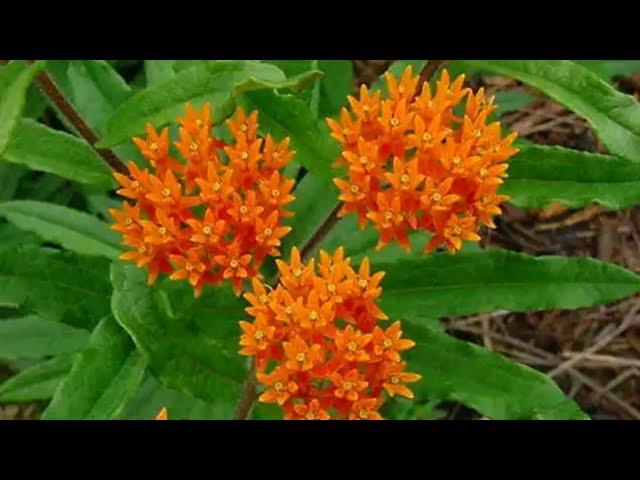 Growing Butterfly weed seeds (By Burpee seeds)