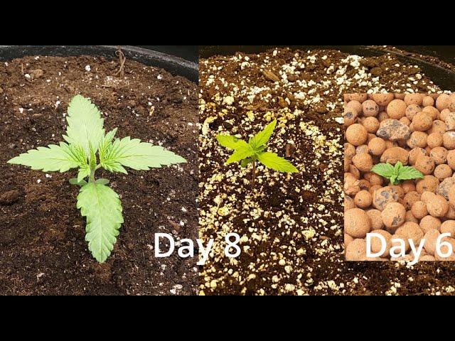 How I Grow! -S1E2- Watering, and Seedling Nutrients