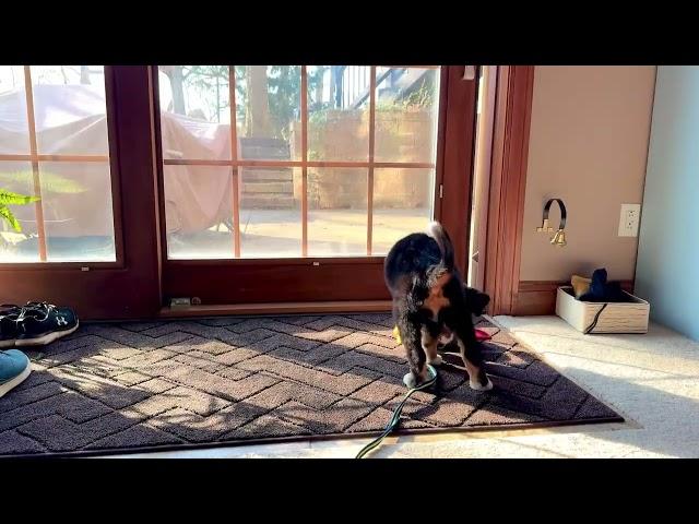 The Best Dirt Trapper Door Mat! Keep Floors Clean with the PURRUGS Non-Slip Entry Rug