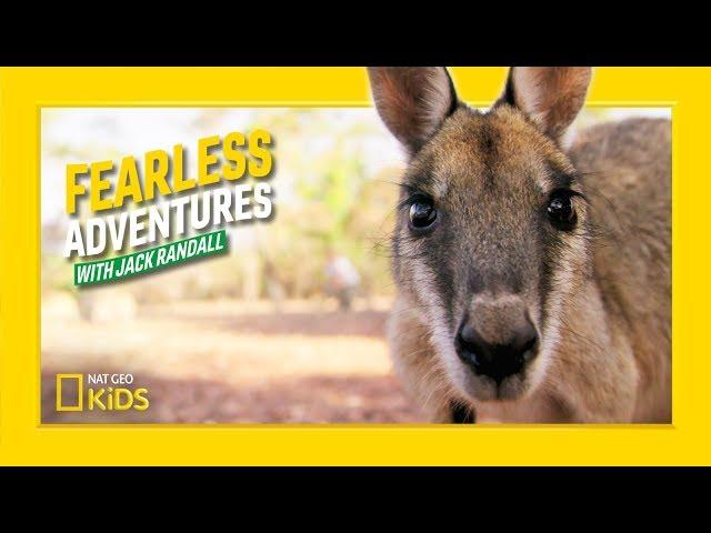 Rescuing a Baby Kangaroo | Fearless Adventures with Jack Randall