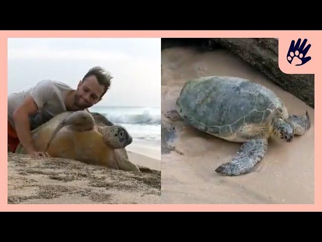 Green Turtle's Incredible Rescue | Naturee Rescue Stories