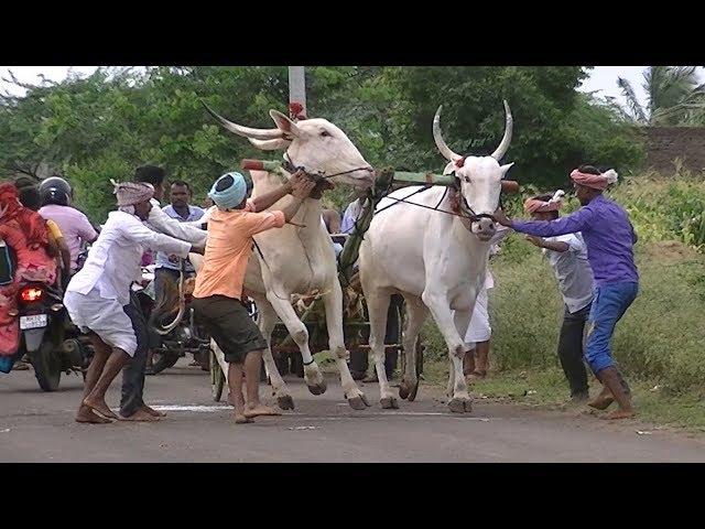 Takkoda bulls | Tungala 2 minutes race