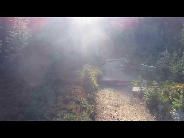 Black Bear at Burroughs Mountain