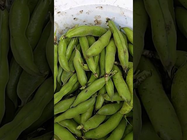 HABAS ORGÁNICAS. deliciosa semilla, VAMOS A COSECHAR