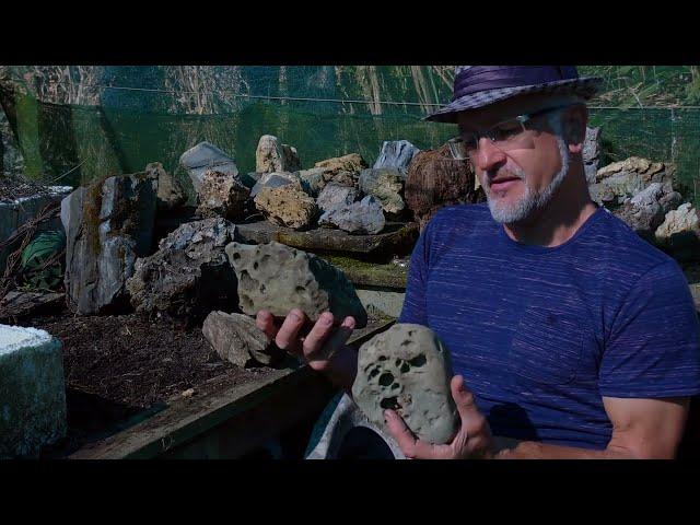 How to.  Root over rock bonsai.