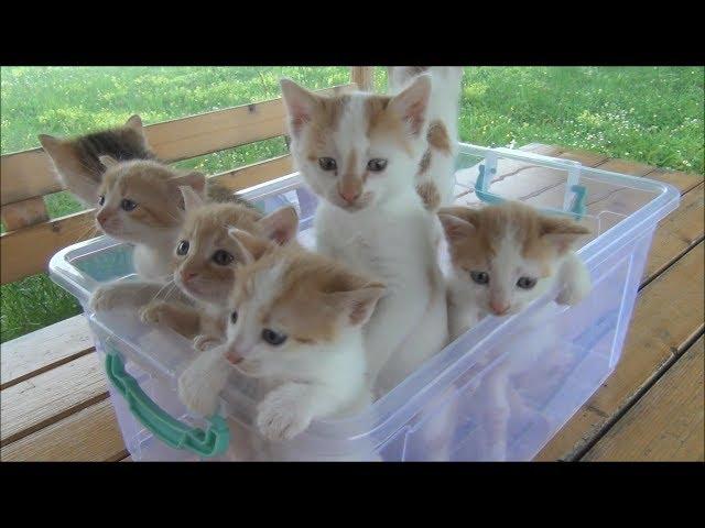 Kittens meowing (too much cuteness) - All talking at the same time!