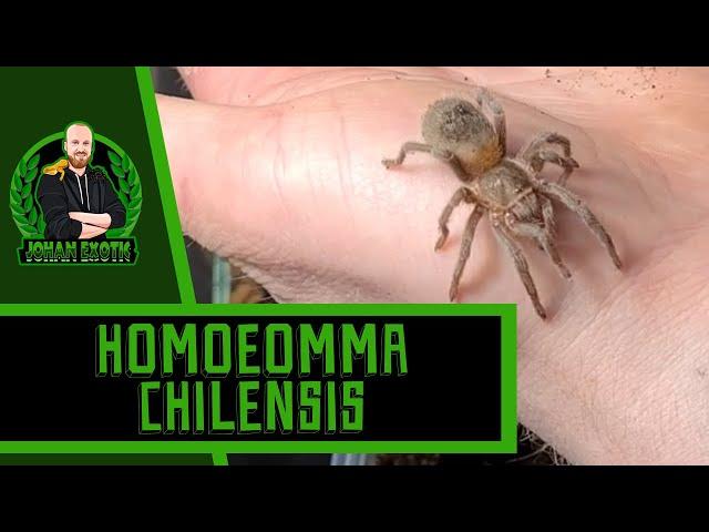 Homoeomma chilensis Display Enclosure [Formerly Euathlus sp. red] | JOHAN EXOTIC