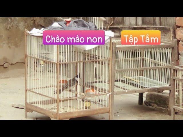 CÁCH TẬP TẮM CHO CHIM CHÀO MÀO NON TỪ A ĐẾN Z